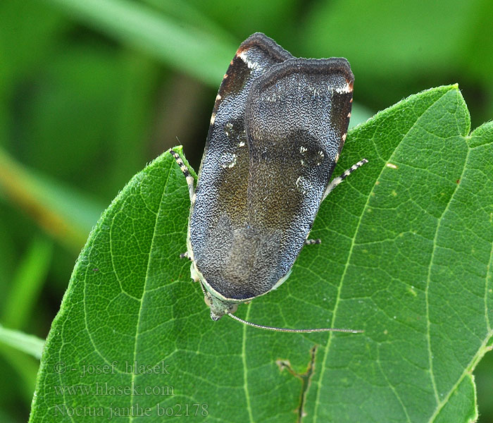 Noctua janthe Open-breedbandhuismoeder