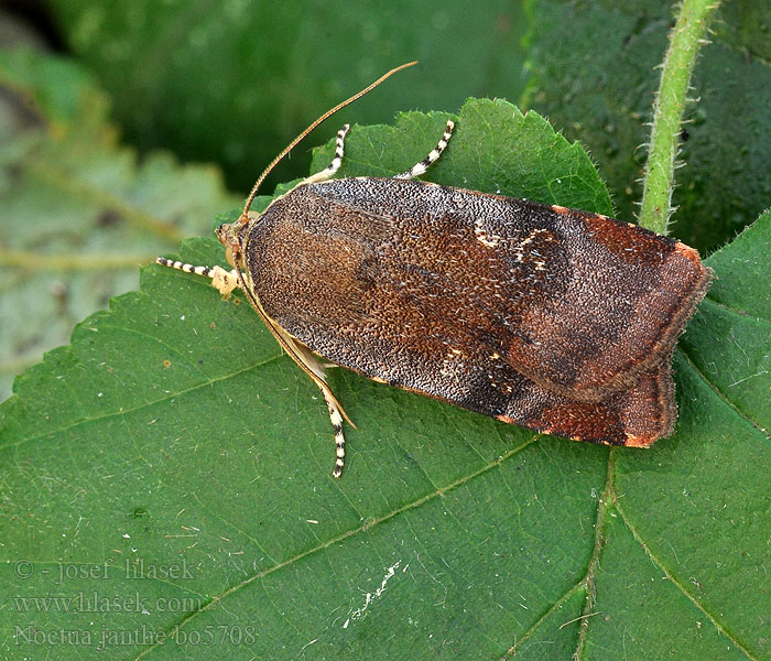 Noctua janthe Brunviolett bandfly