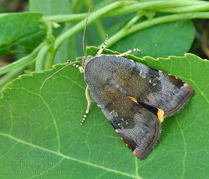 Noctua janthe Fiolett båndfly