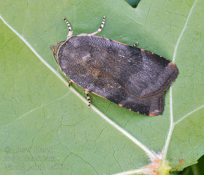 Janthe-Bandeule Noctua janthe