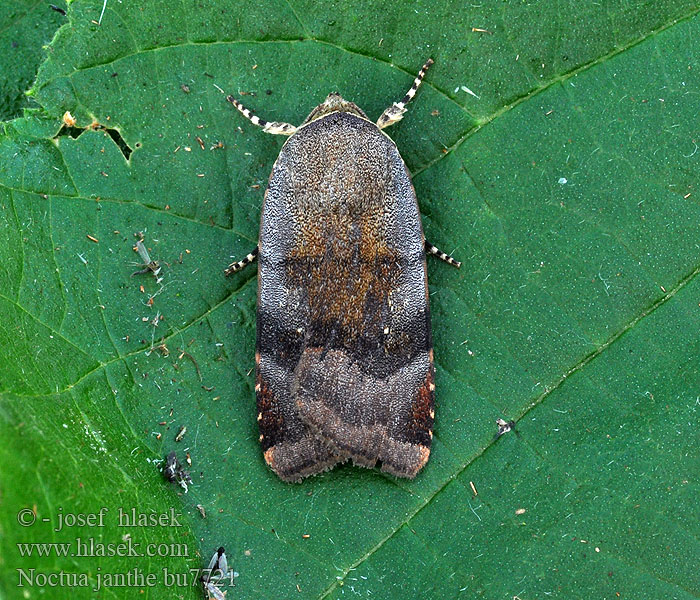 Lesser Broad-bordered Yellow Underwing Noctua janthe