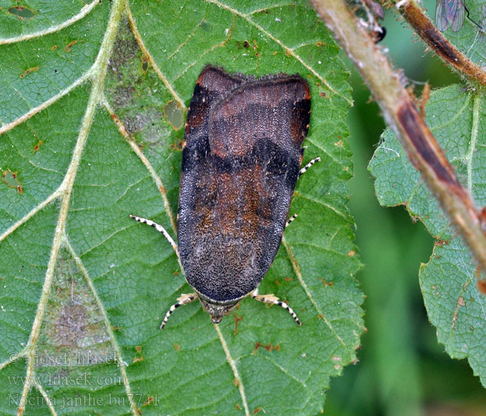 Mora západná Noctua janthe