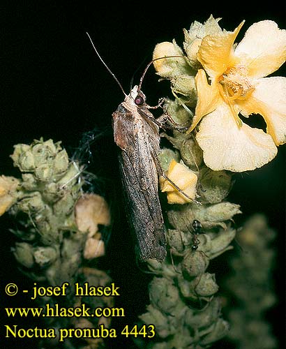 Noctua pronuba Large Yellow Underwing Nagy sárgafűbagoly Hausmutter Mora štiavová Osenice šťovíková Rolnica tasiemka Allmänt bandfly Vanlig bandfly Isomorsiusyökkönen Smutugle Huismoeder Совка ленточная большая