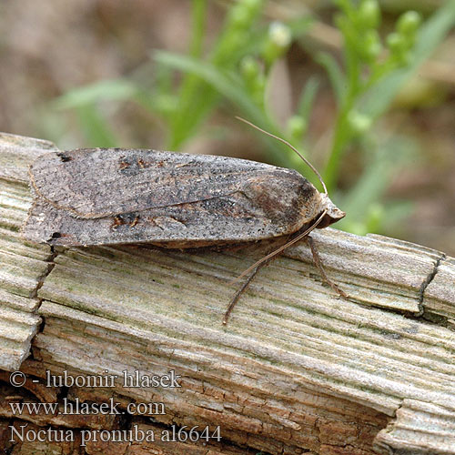 Allmänt bandfly Vanlig bandfly Isomorsiusyökkönen Smutugle Huismoeder Совка ленточная большая Noctua pronuba Large Yellow Underwing Nagy sárgafűbagoly Hausmutter Mora štiavová Osenice šťovíková Rolnica tasiemka