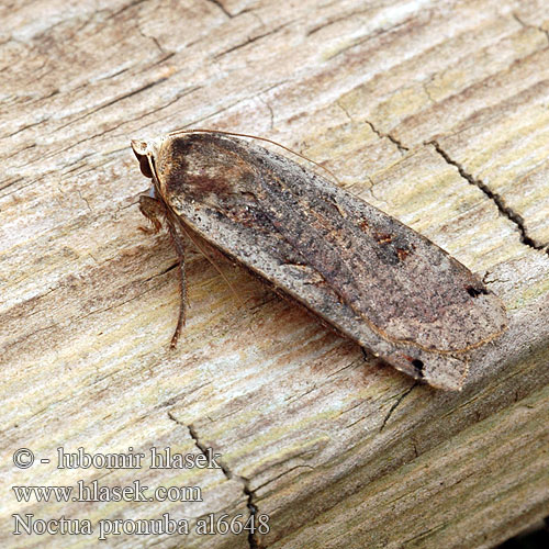 Huismoeder Совка ленточная большая Noctua pronuba Large Yellow Underwing Nagy sárgafűbagoly Hausmutter Mora štiavová Osenice šťovíková Rolnica tasiemka Allmänt bandfly Vanlig bandfly Isomorsiusyökkönen Smutugle