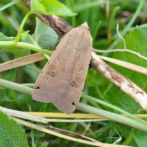 Osenice šťovíková Rolnica tasiemka Allmänt bandfly Vanlig bandfly Isomorsiusyökkönen Smutugle Huismoeder Совка ленточная большая Noctua pronuba Large Yellow Underwing Nagy sárgafűbagoly Hausmutter Mora štiavová