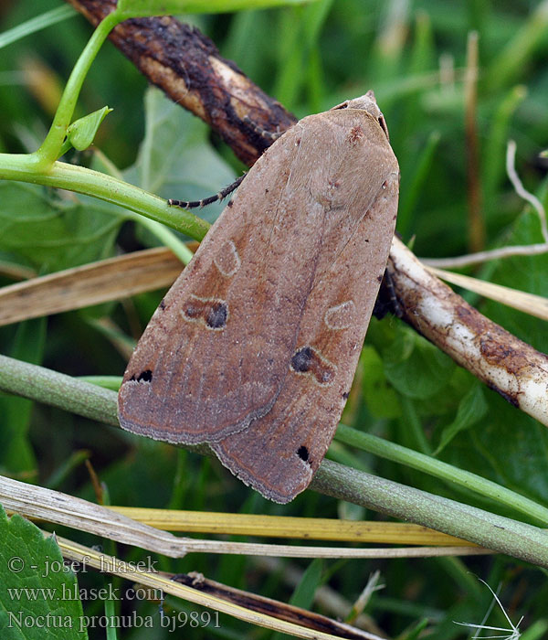 Rolnica tasiemka Allmänt bandfly Vanlig bandfly Isomorsiusyökkönen Smutugle Huismoeder Совка ленточная большая Noctua pronuba Large Yellow Underwing Nagy sárgafűbagoly Hausmutter Mora štiavová Osenice šťovíková