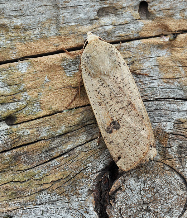 Allmänt bandfly Vanlig bandfly Isomorsiusyökkönen Smutugle Huismoeder Совка ленточная большая Noctua pronuba Large Yellow Underwing Nagy sárgafűbagoly Hausmutter Mora štiavová Osenice šťovíková Rolnica tasiemka