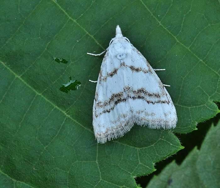 Birkenmoor-Kleinbärchen Nola aerugula