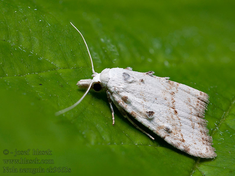 Nola aerugula