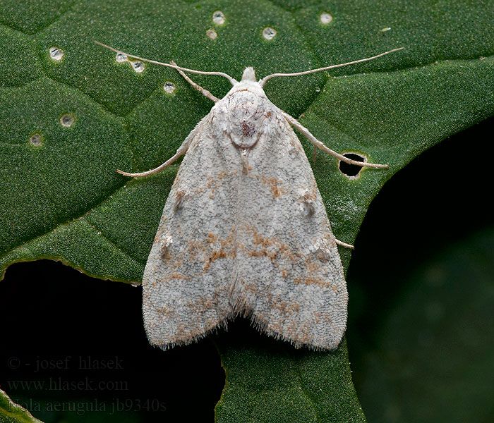 Nola aerugula