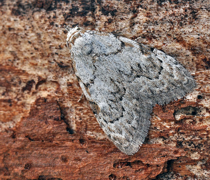 Least Black Arches Drobnuška brusnicová Nole crêtée Vroeg visstaartje