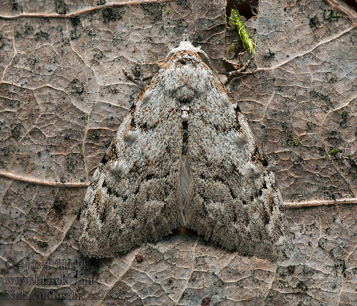 Drobnuška brusnicová Nola confusalis