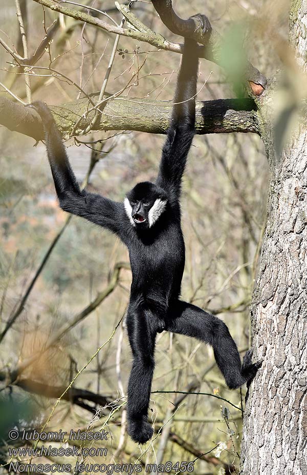 Nomascus leucogenys Gibon bělolící Nördlicher Weißwangen-Schopfgibbon