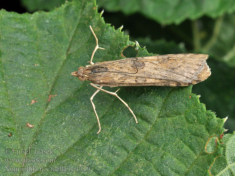 Nomophila noctuella Rush Veneer