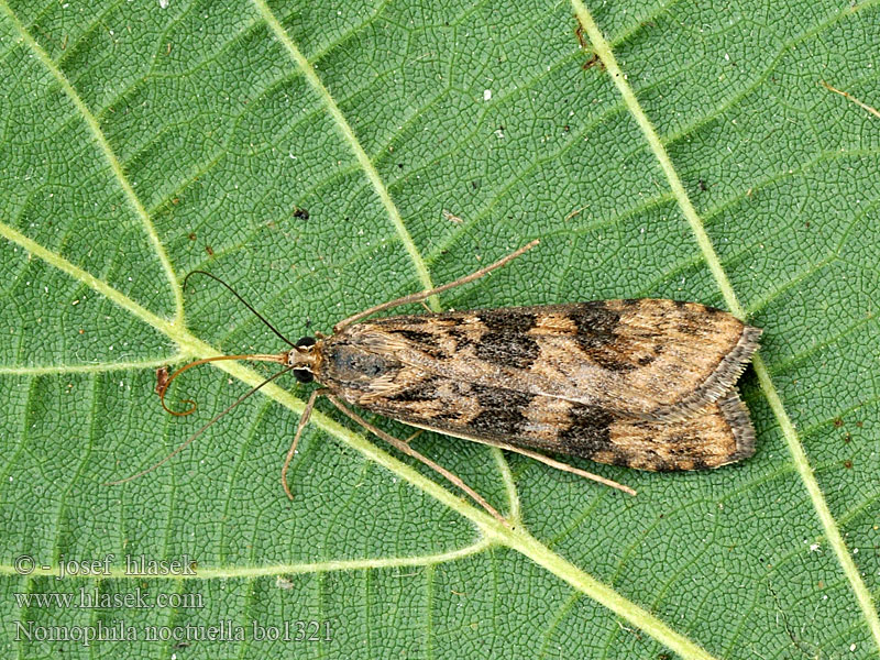 Nomophila noctuella Pyrale hybride