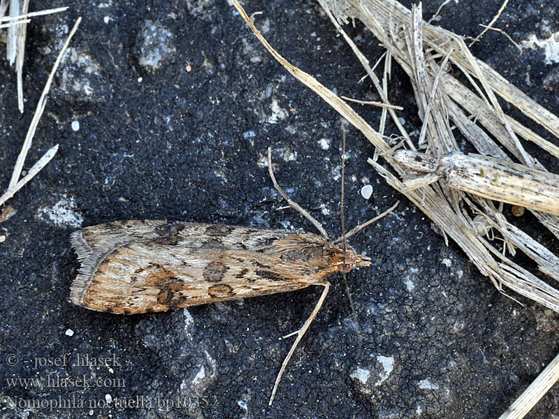 Nomophila noctuella Vijačka sťahovavá