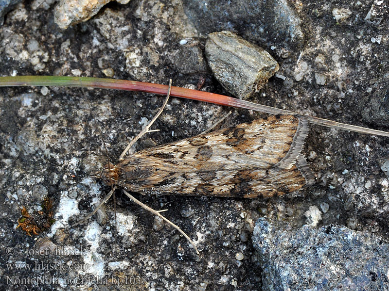 Nomophila noctuella Zavíječ stěhovavý