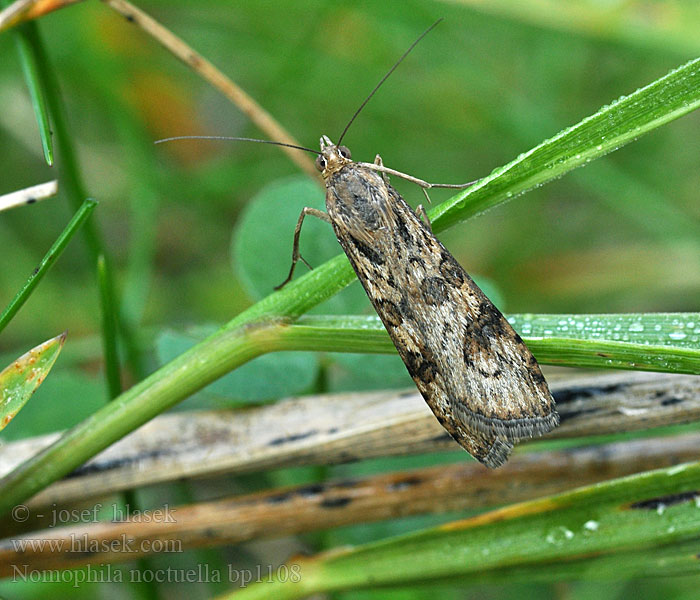 Nomophila noctuella