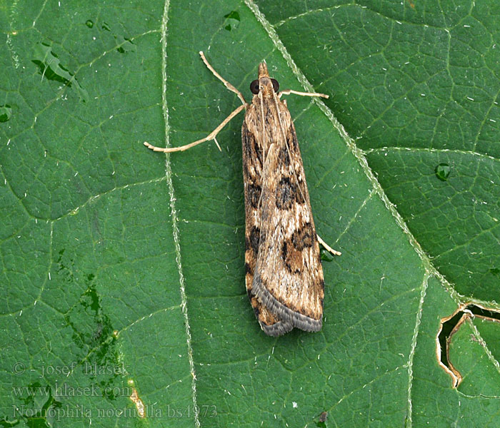 Zavíječ stěhovavý Nomophila noctuella