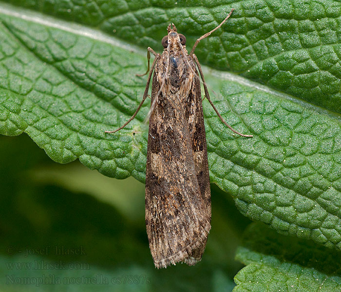 Nomophila noctuella