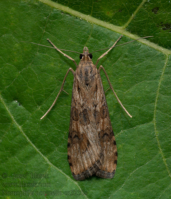 Zavíječ stěhovavý Nomophila noctuella