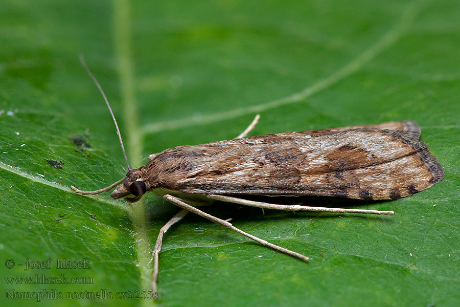 Vijačka sťahovavá Nomophila noctuella