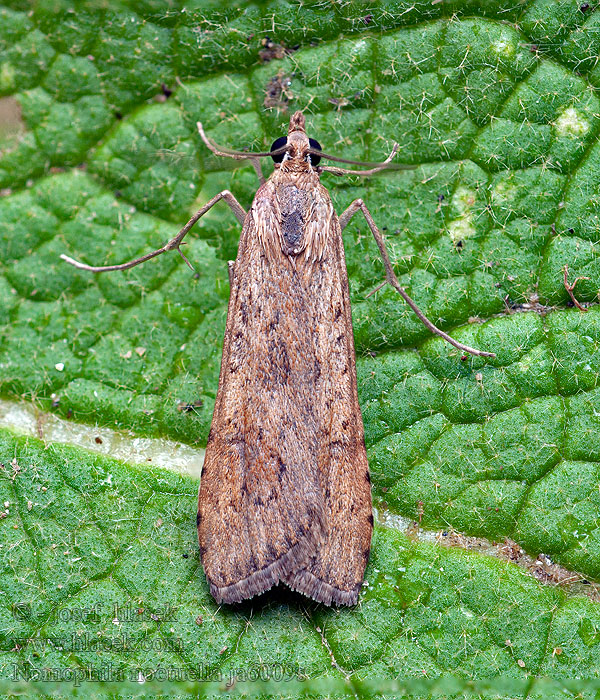 Rush Veneer Pyrale hybride Nomophila noctuella