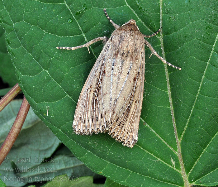 Nonagria typhae Rohrkolbeneule