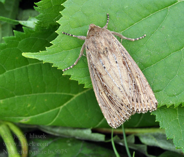 Nonagria typhae Bulrush Wainscot