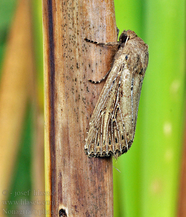 Nonagria typhae Noctuelle massette