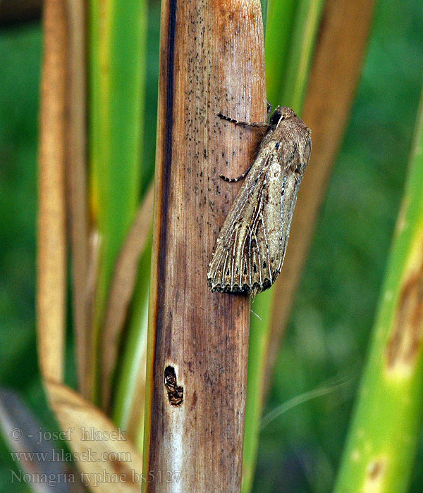 Nonagria typhae Совка рогозовая большая Lisdoddeboorder