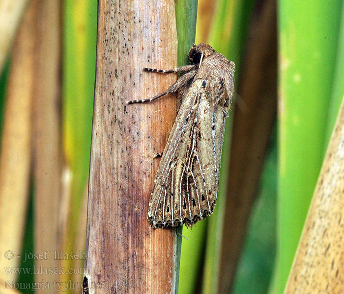 Nonagria typhae Dunkjevlefly Dunhammerugle