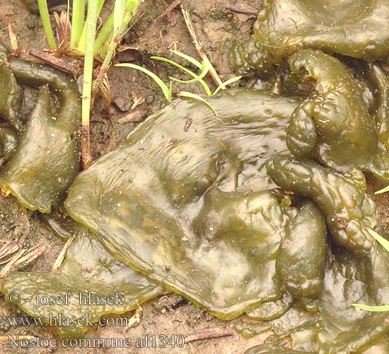 Nostoc commune Gewöhnliche Blau-Alge Blaualge Trzęsidło plecha nitkowa