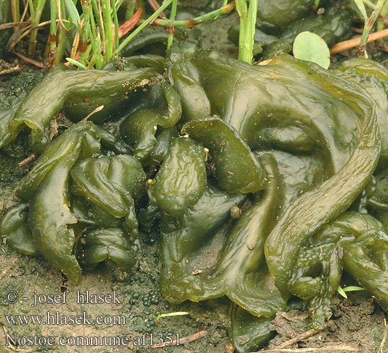 Nostoc commune Носток обыкновенный nostok obyčajný Blue-green alga