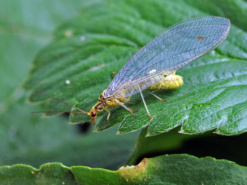 Nathanica fulvipes Nothochrysa Rotköpfige Florfliege