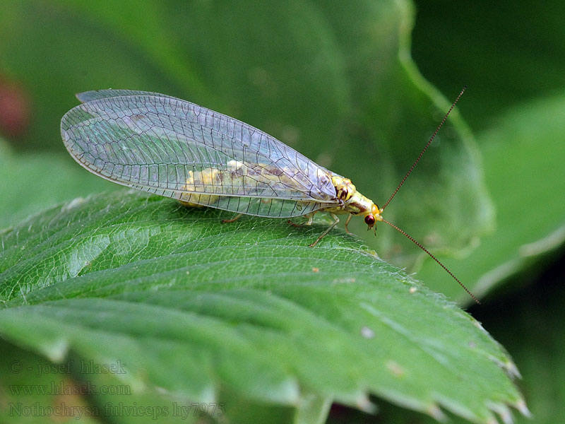 Nathanica fulvipes Nothochrysa Rotköpfige Florfliege