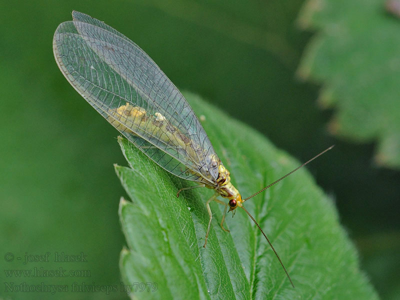 Nathanica fulvipes Nothochrysa Rotköpfige Florfliege