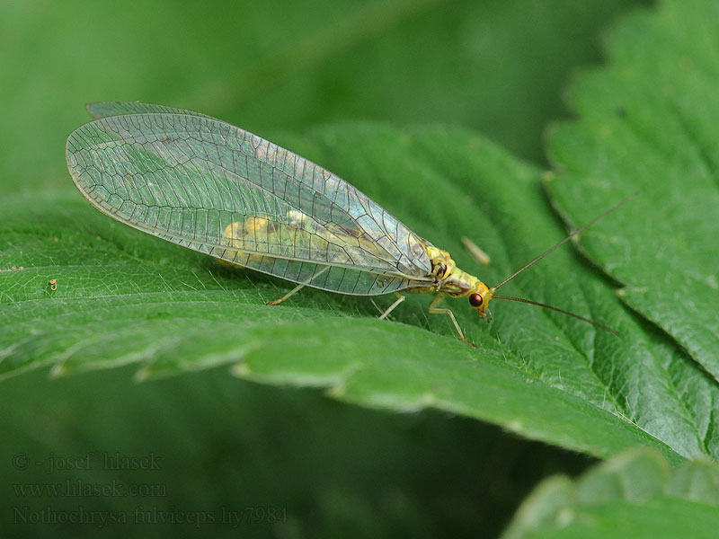 Nathanica fulvipes Nothochrysa Rotköpfige Florfliege