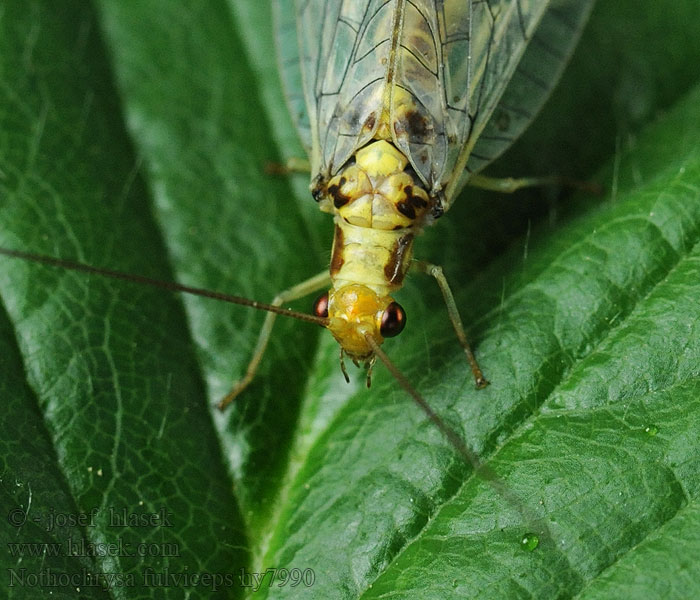 Nathanica fulvipes Nothochrysa Rotköpfige Florfliege