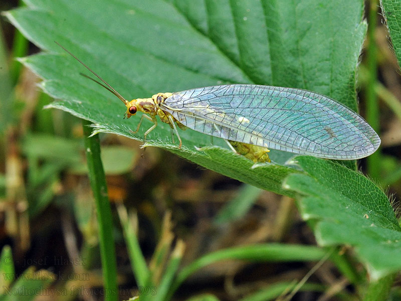 Nathanica fulvipes Nothochrysa Rotköpfige Florfliege