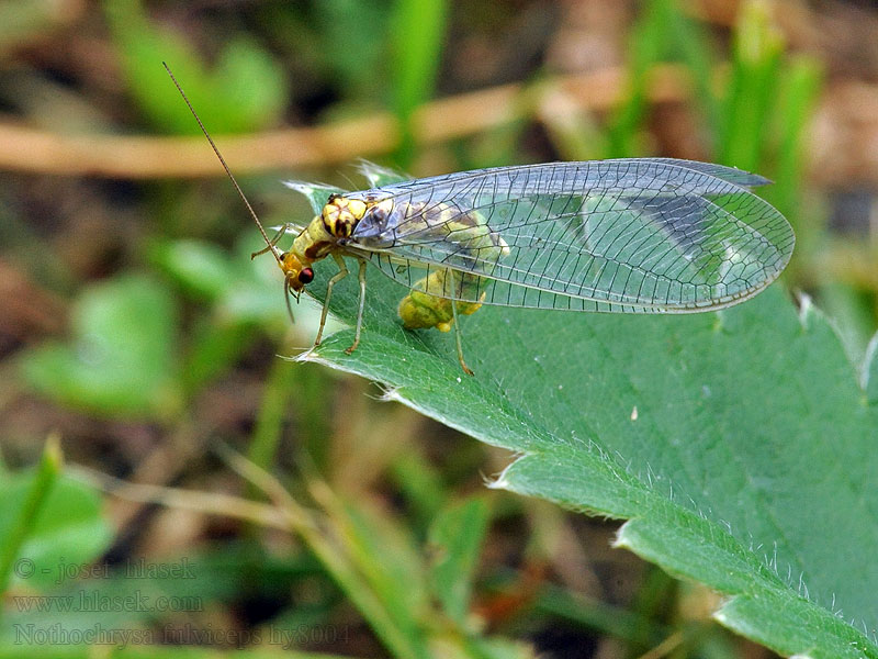 Nathanica fulvipes Nothochrysa Rotköpfige Florfliege