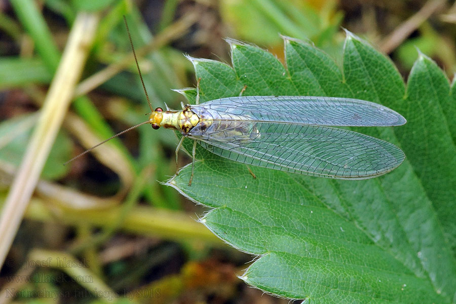 Nathanica fulvipes Nothochrysa Rotköpfige Florfliege