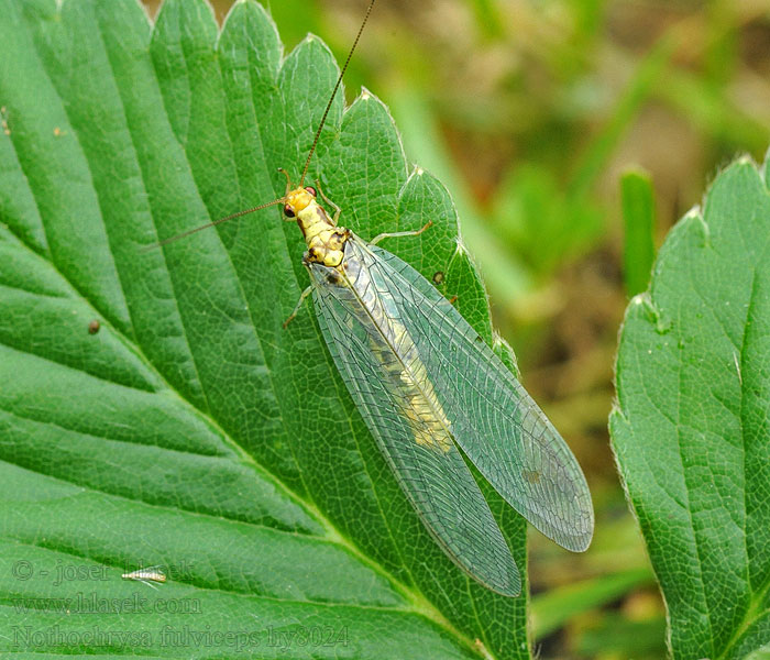 Nathanica fulvipes Rotköpfige Florfliege