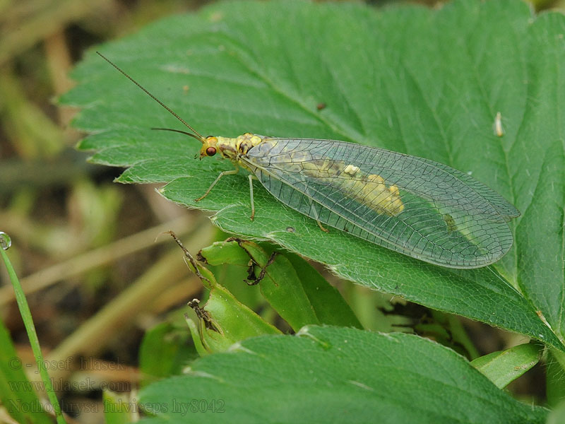 Nathanica fulvipes Nothochrysa Rotköpfige Florfliege