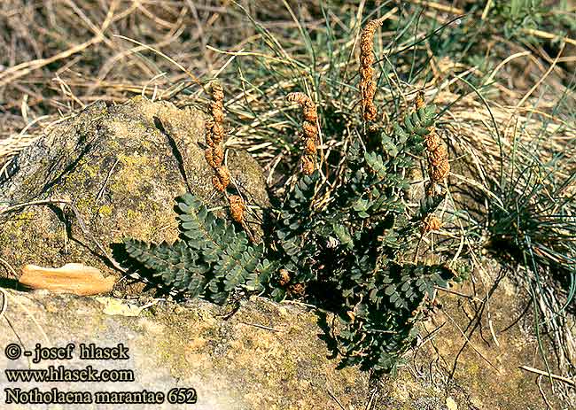 Notholaena marantae Cheilanthes Notholéna Maranta Schuppenfarn