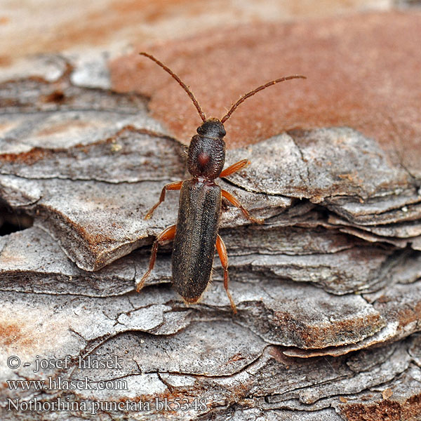 Callidium muricatum Kruchniczka sosnowa Nothorhina punctata