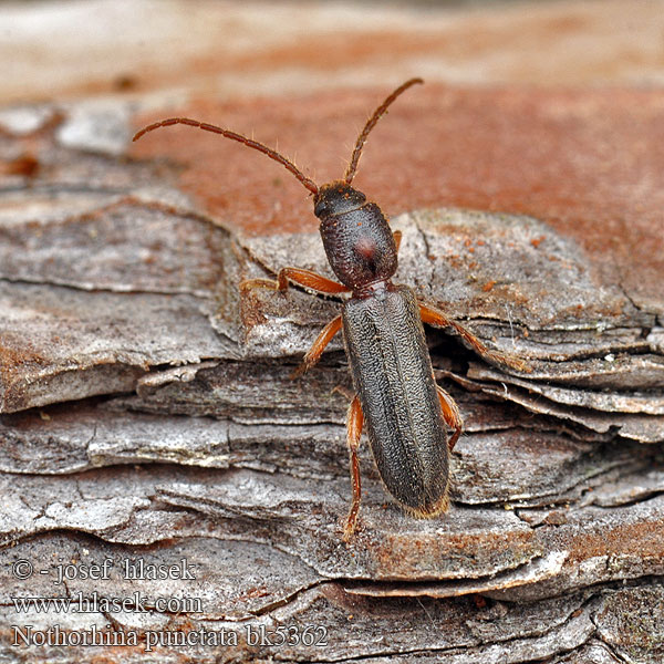 Kruchniczka sosnowa Nothorhina punctata Callidium muricatum