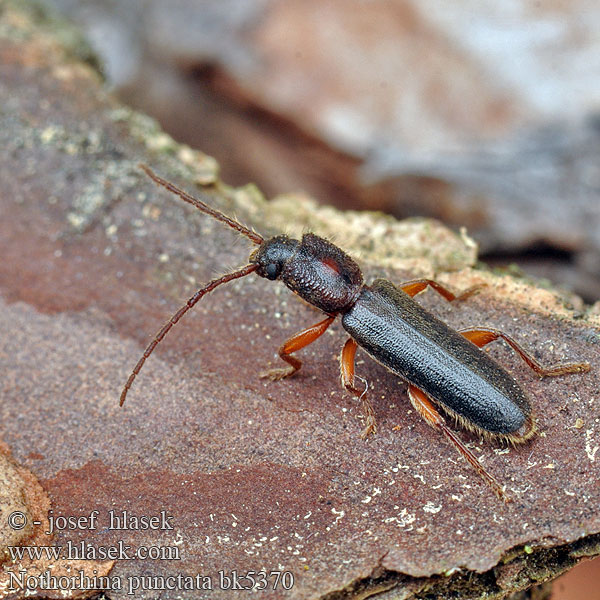 Kruchniczka sosnowa Nothorhina punctata Callidium muricatum