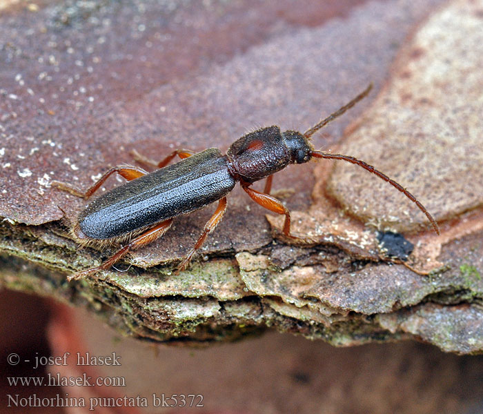 Kruchniczka sosnowa Nothorhina punctata Callidium muricatum